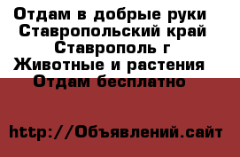 Отдам в добрые руки - Ставропольский край, Ставрополь г. Животные и растения » Отдам бесплатно   